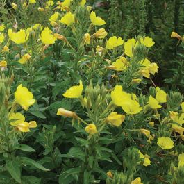 Evening Primrose Gardeners Kitchen Grow Your Own