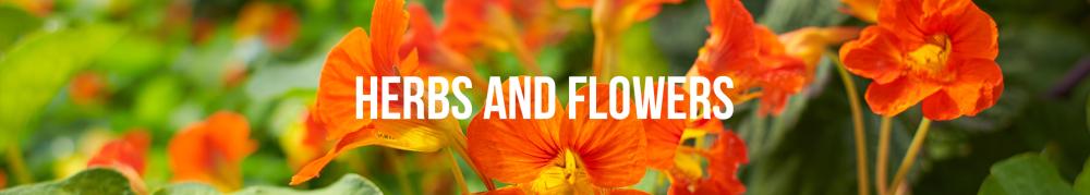 companion planting herbs and flowers