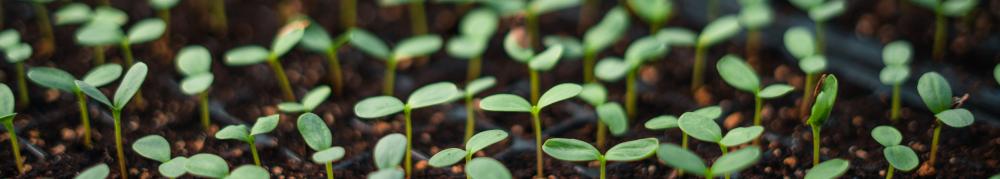 seedlings for sale