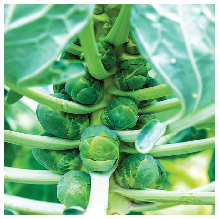 Icarus' sprouts - Gardeners Kitchen, grow your own sprouts