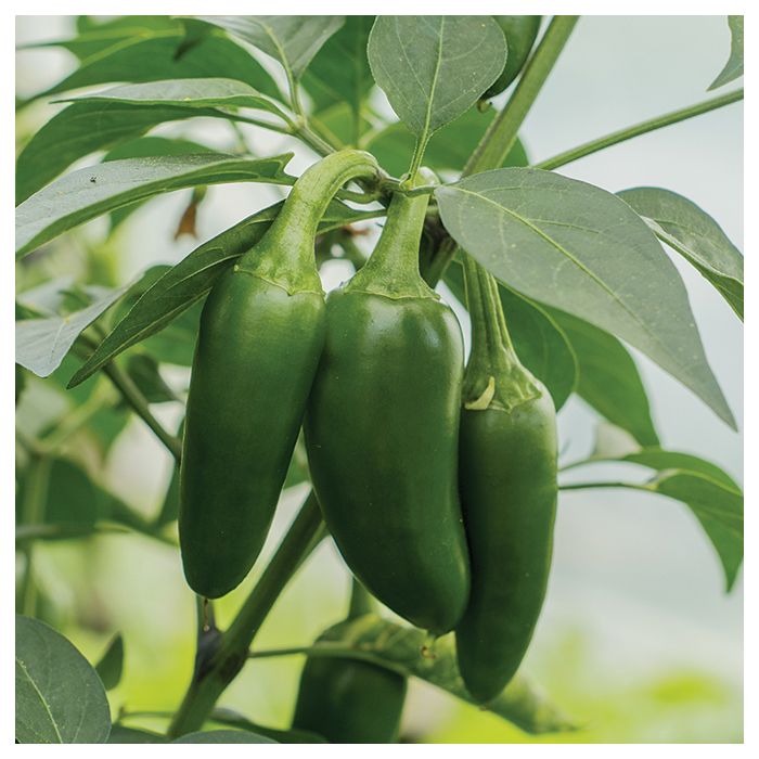 Planting jalapeno peppers discount