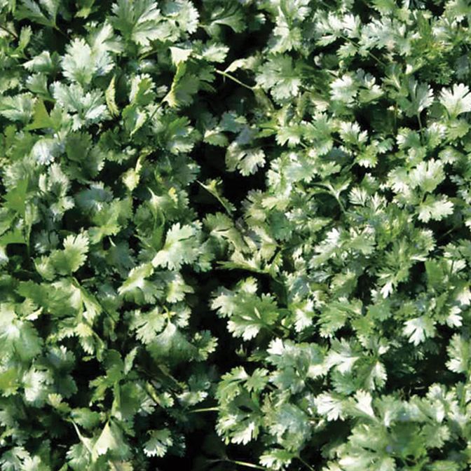 Coriander - 6 x Medium Plugs
