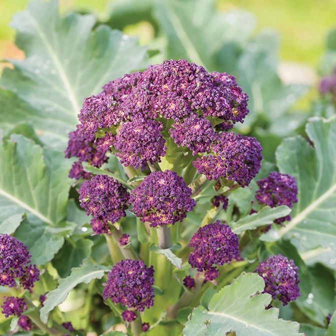  Sprouting Broccoli - Rudolf F1 