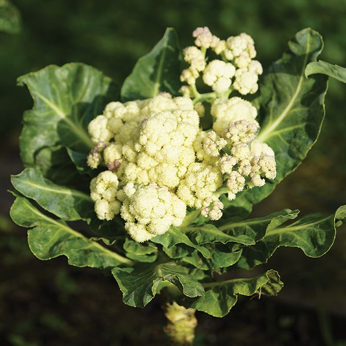  Sprouting Broccoli - White   