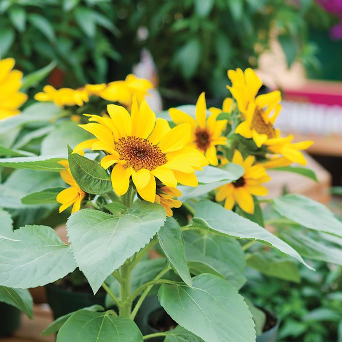   Patio Sunflower - Suntastic