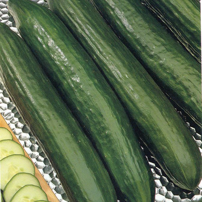 F1 Burpless Tasty Green 