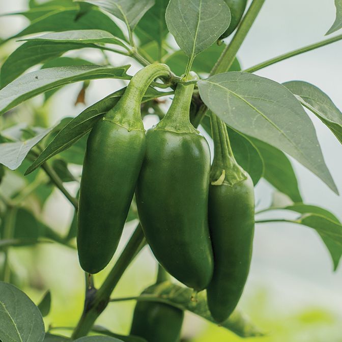 Jalapeno 