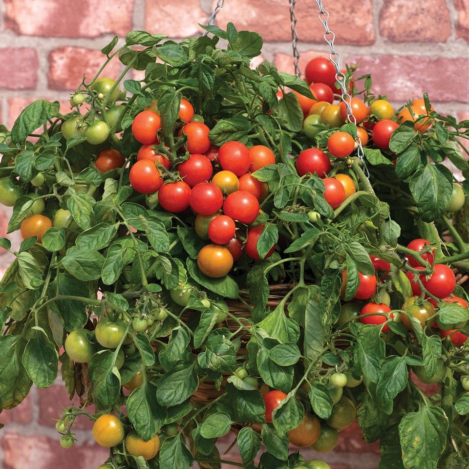 F1 Cherry Falls