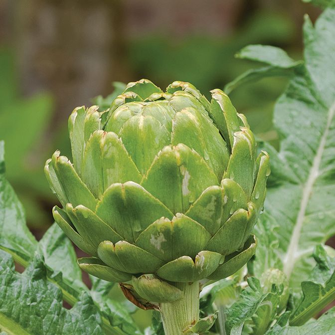  Green Globe