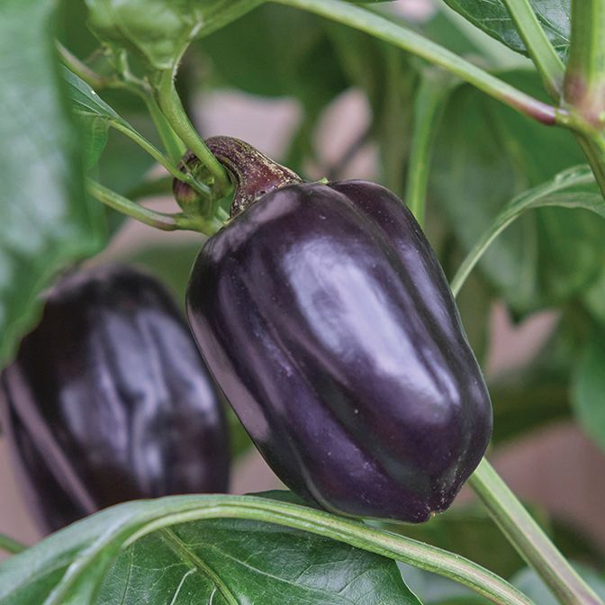F1 Purple Star
