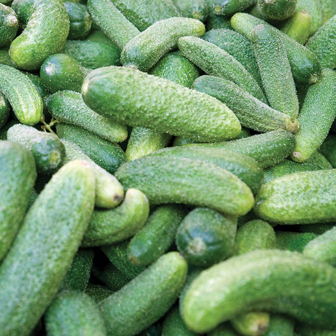  Gherkin - F1 Partner