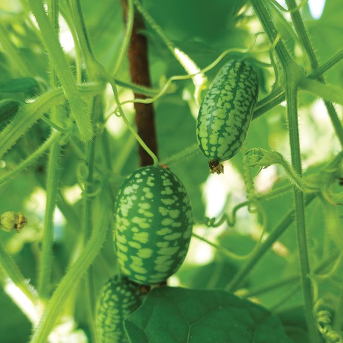  Cucamelon 