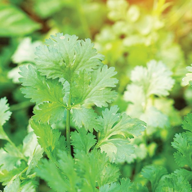  Cut & Grow Again - Parsley Flat Leaf 