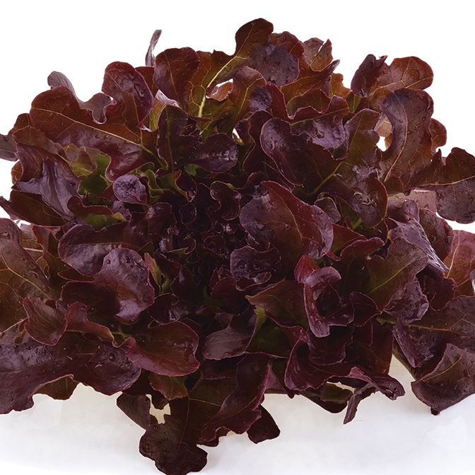  Red Oakleaf 