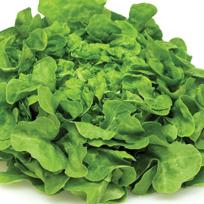  Green Oakleaf 