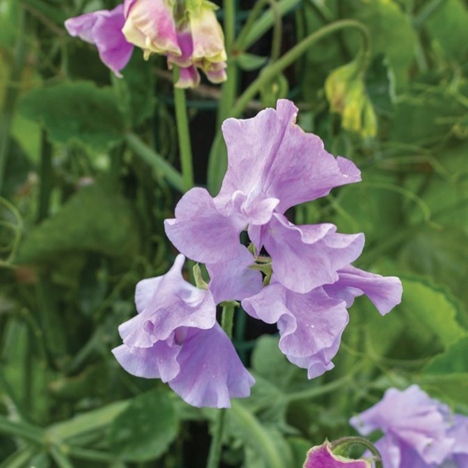  Lavender 
