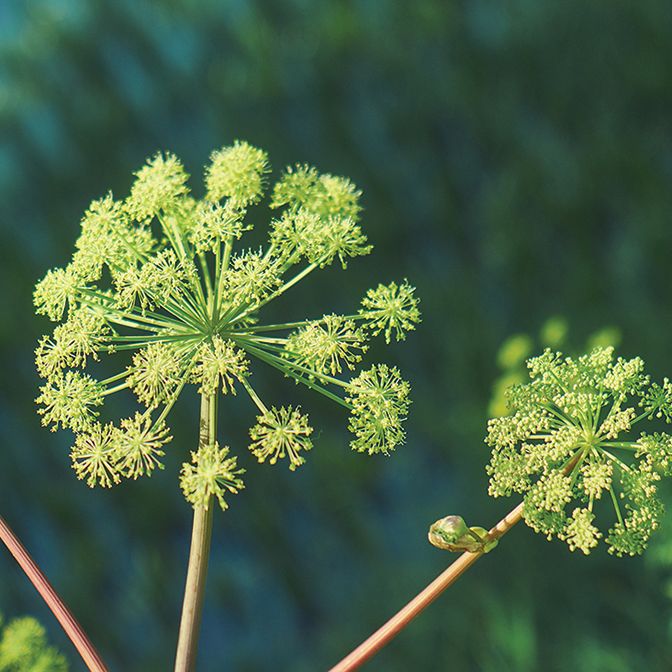 Angelica