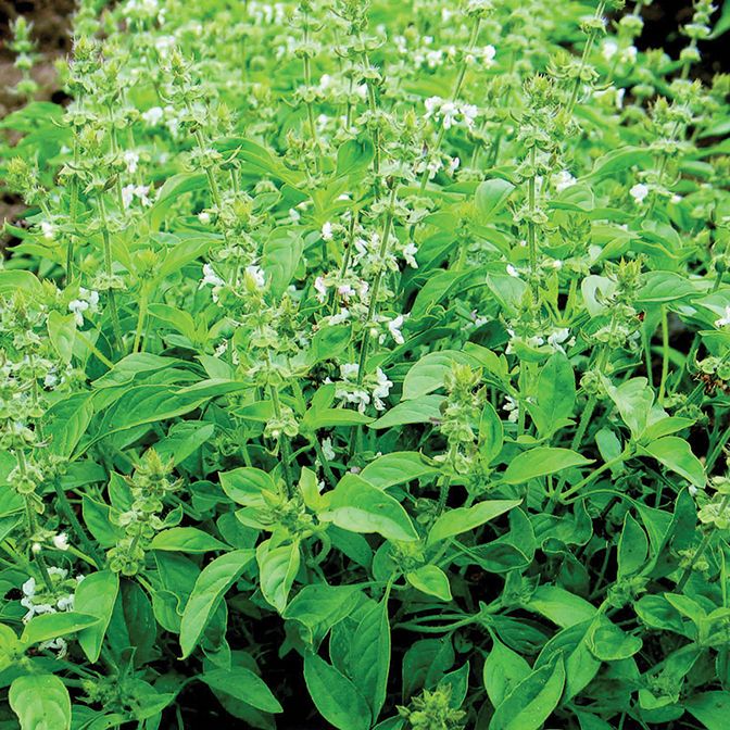 Basil - Lemon