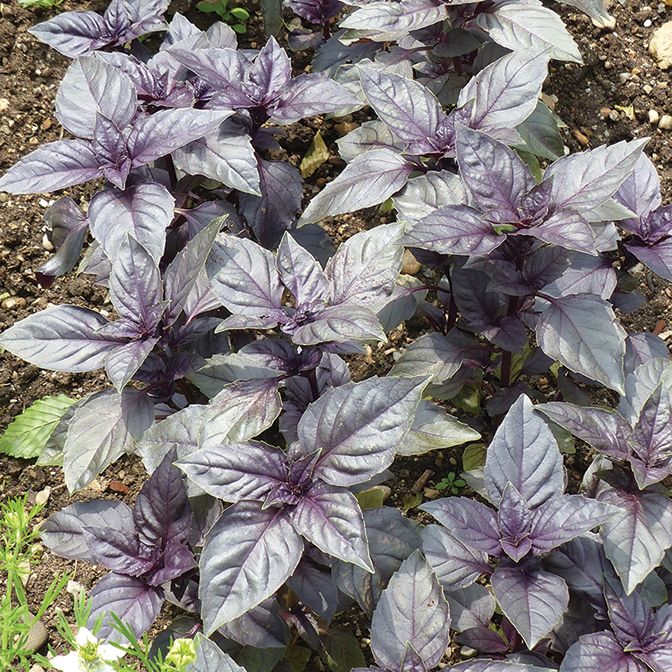 Basil - Red