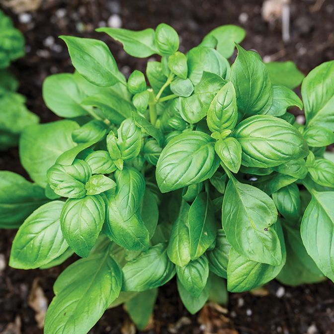 Basil Sweet - 3 x 9cm pot plants