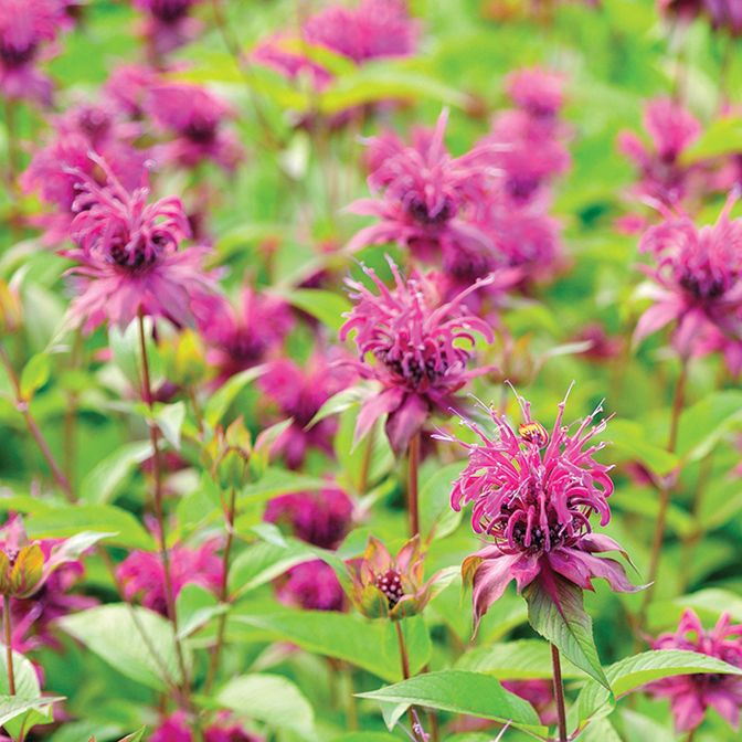 Bergamot - Lemon