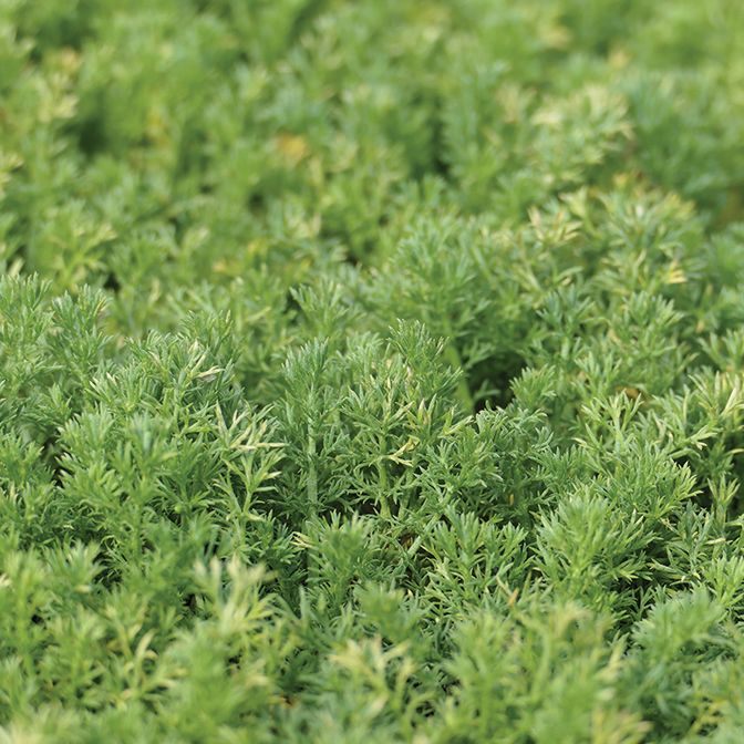 Chamomile - Roman