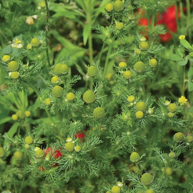 Chamomile - Wild