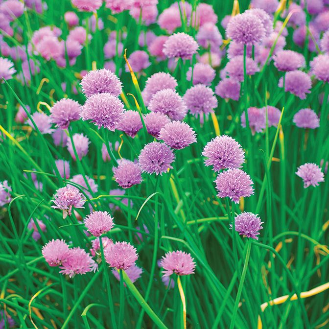 Chives