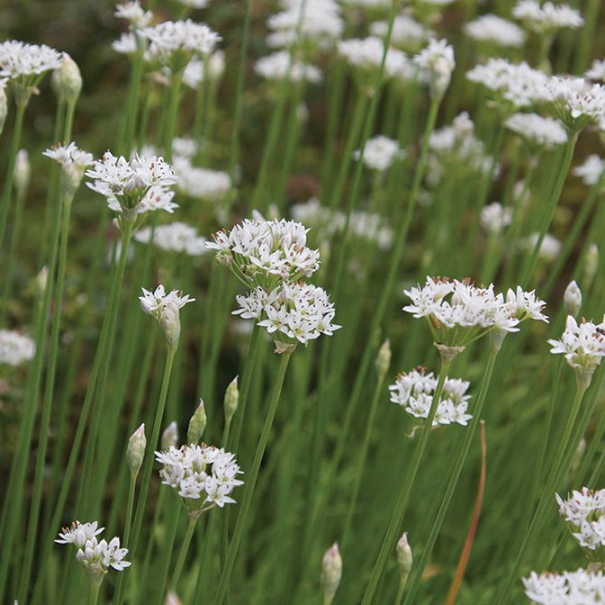 Garlic Chives