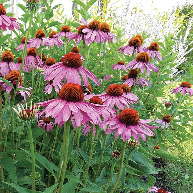 Echinacea