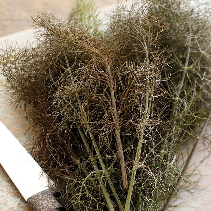 Fennel - Bronze