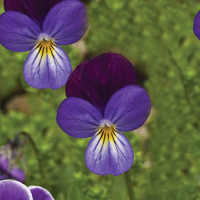 Heartsease