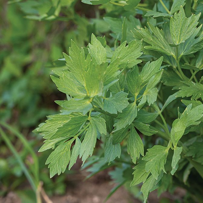 Lovage