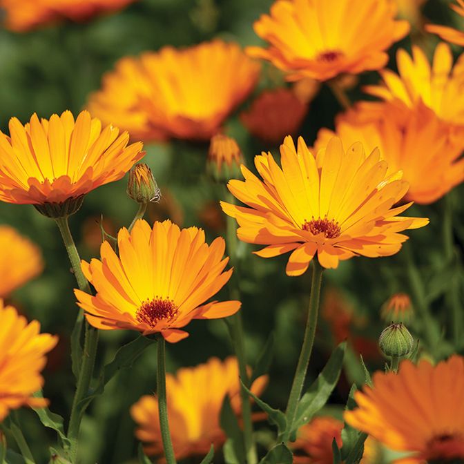 Pot Marigold