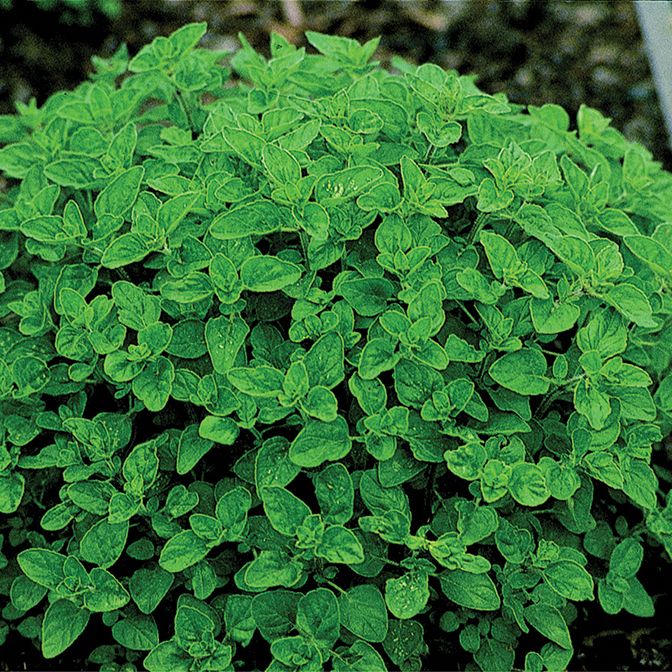 Marjoram - Sweet