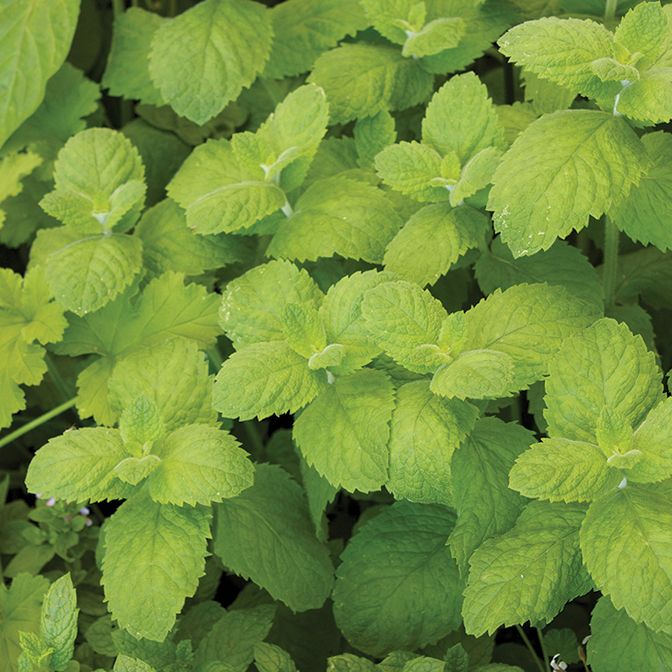 Mint - Apple