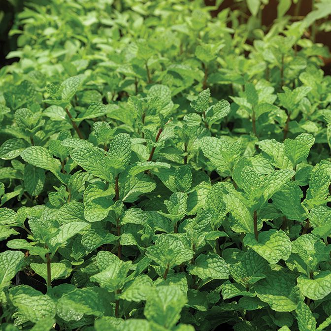 Mint - Peppermint