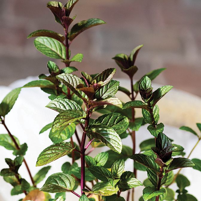 Mint - Chocolate