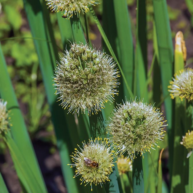 Welsh - Onion
