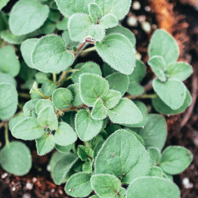 Oregano - Greek
