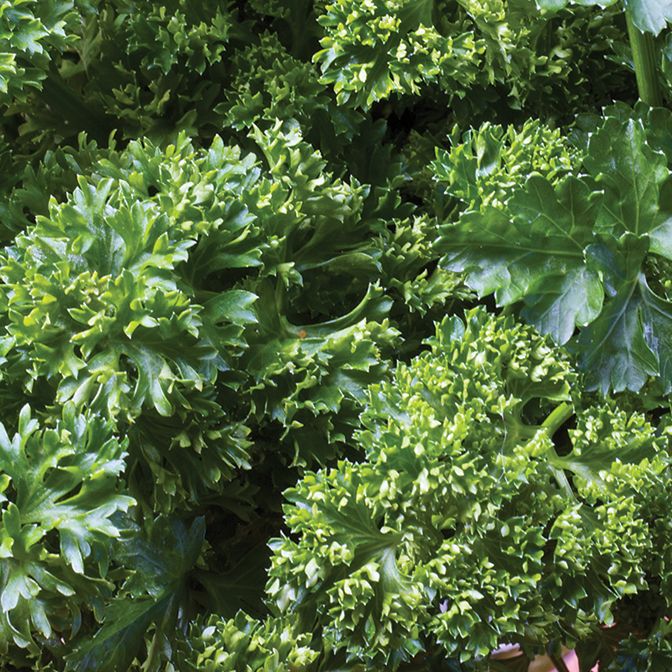 Parsley Curled - 3 x 9cm Pot Plants.
