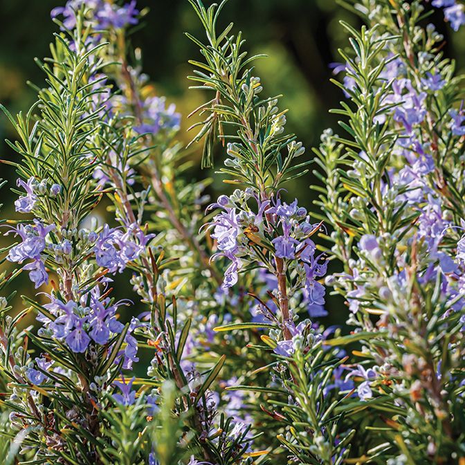 Rosemary - Severn Sea