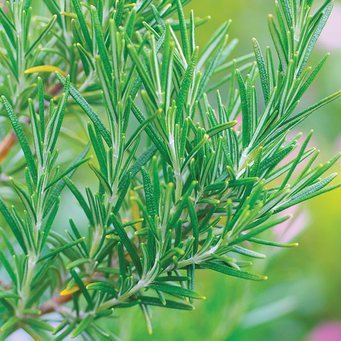Rosemary - Common