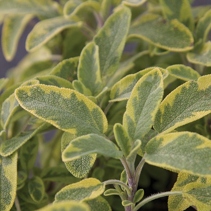 Sage - Golden