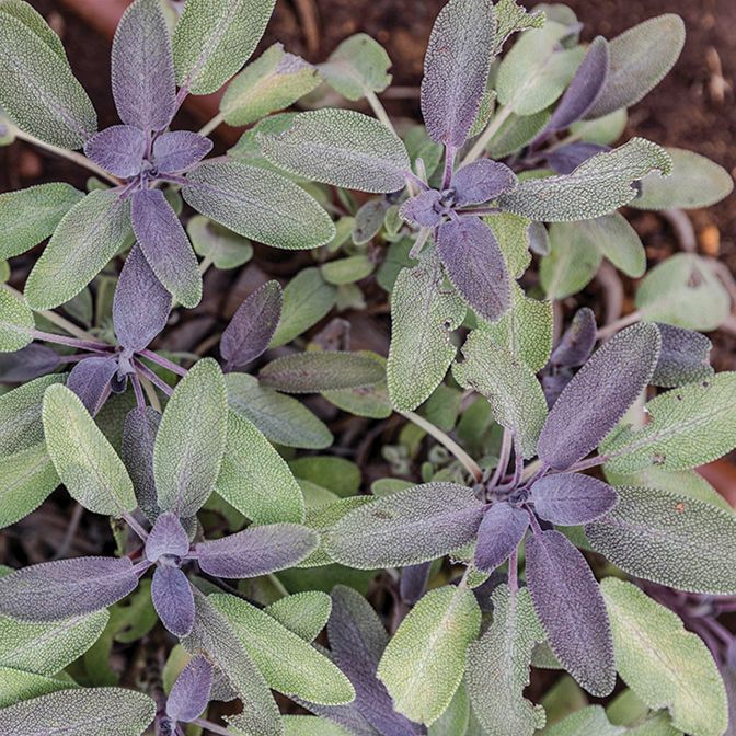Sage - Purple