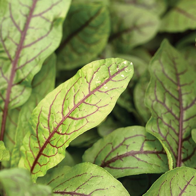 Sorrel - Red Veined