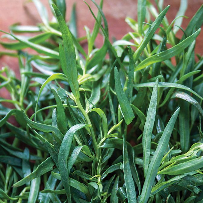 Tarragon - French