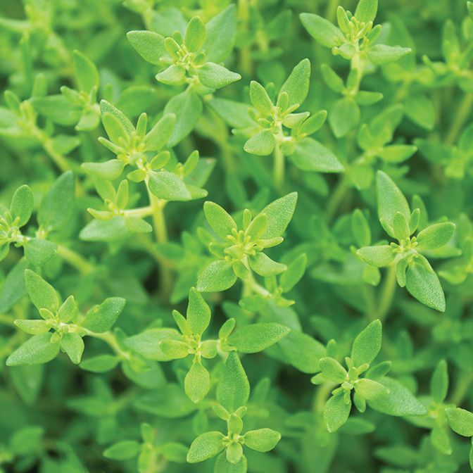 Thyme - Common