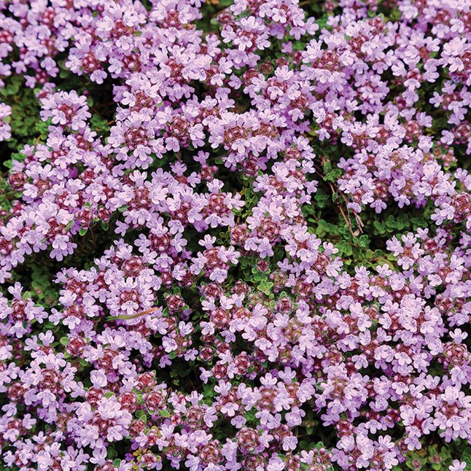 Thyme - Creeping