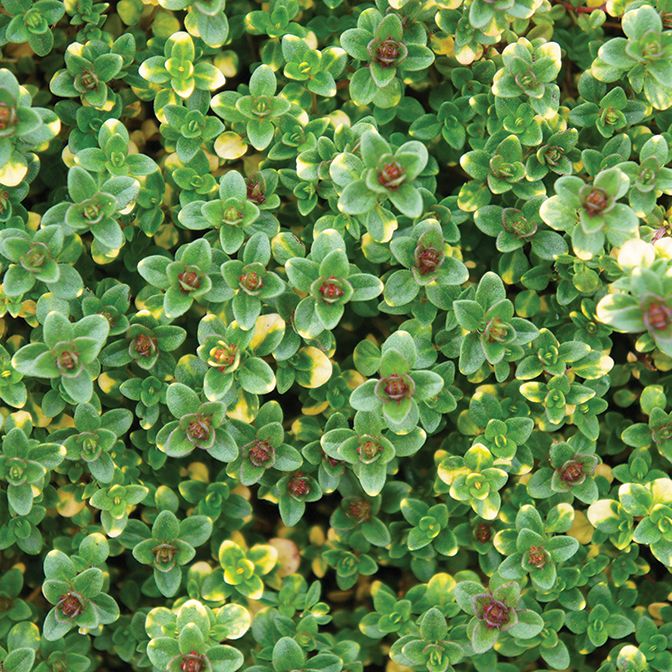 Thyme - Doone Vally
